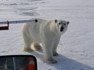 polar bear
